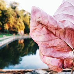 Close-up of leaves in water