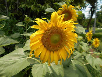 Close-up of sunflower