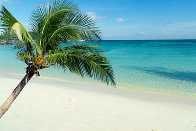 Coconut and palm trees symbolize the sea.