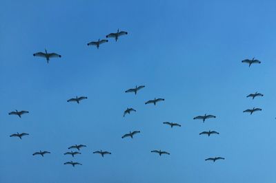 Low angle view of bird flying in blue sky