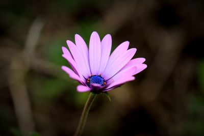 Close-up of purple flower