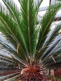 High angle view of palm tree