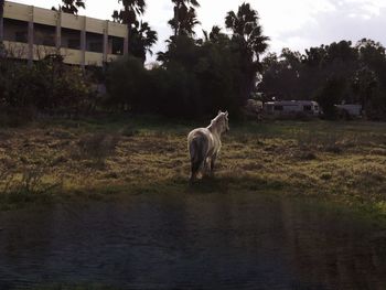 Horse standing in a field