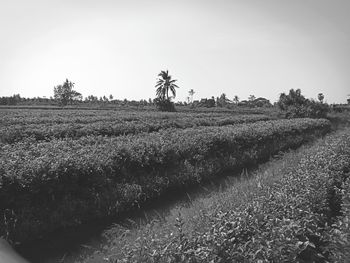 Scenic view of field against clear sky