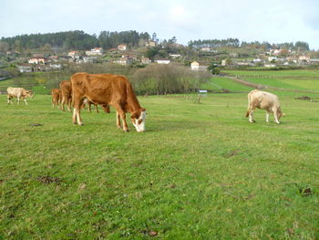 Sheep grazing in a field