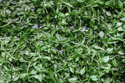 Full frame shot of fresh green plants