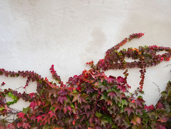 Close-up of red flowering plant against wall