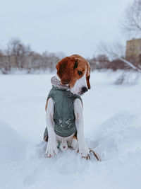 Dog on snow