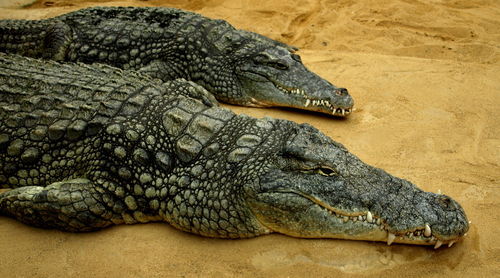 High angle view of crocodiles on field
