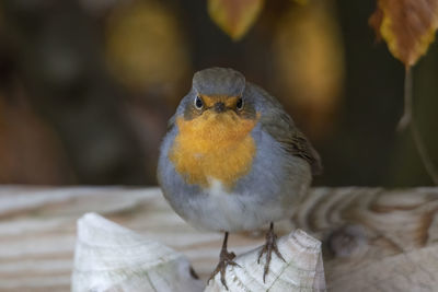 Close-up of bird perching on wood