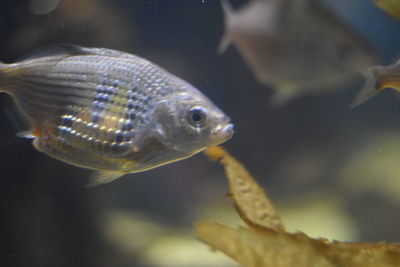 Close-up of fish swimming undersea