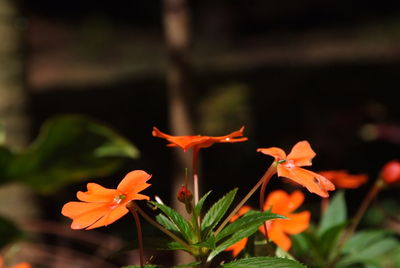 Close-up of orange flowers blooming outdoors