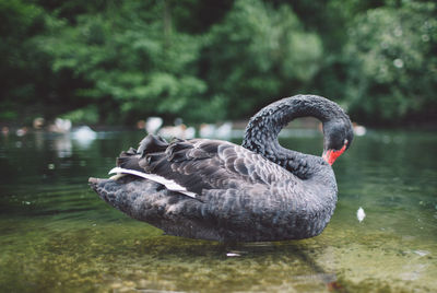 Close-up of swan swimming on lake