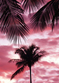 Low angle view of silhouette palm trees against sky