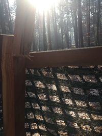 Close-up of tree against sunlight