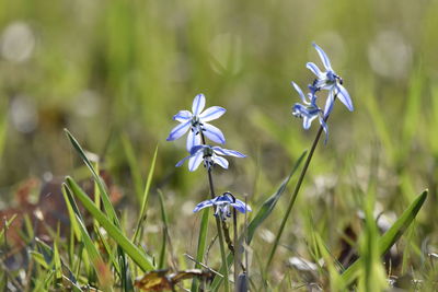 Close-up of purple flowering plant on field