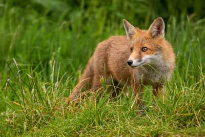 Fox standing amidst grass on land