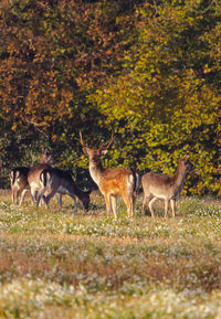 Deer in a field