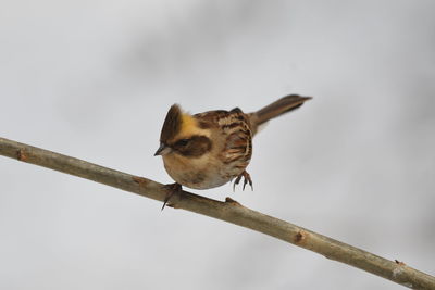 Close-up of bird perching on branch