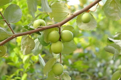 Close-up of fruits growing on tree