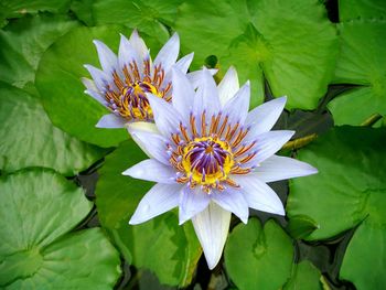 Close-up of lotus water lily in pond