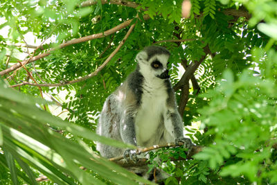 Low angle view of monkey sitting on tree