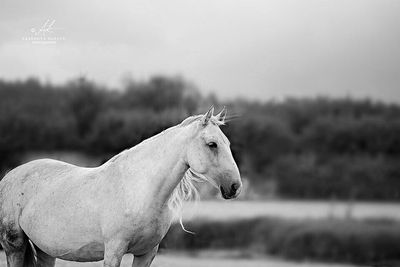 Side view of horse