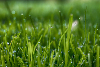 Close-up of dew drops on grassy field