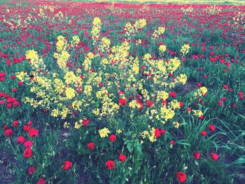 Full frame shot of red flowering plants on field