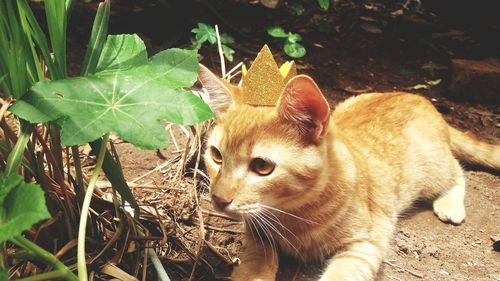 Cat in a field