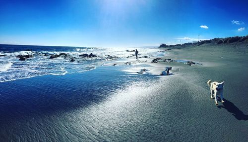 People on beach against blue sky