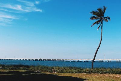 Palm trees on beach against sky