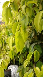 Close-up of fruits growing on tree