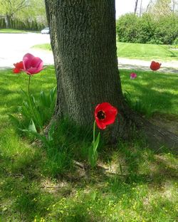Red poppy flowers growing in field
