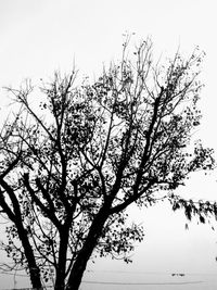 Low angle view of trees against clear sky