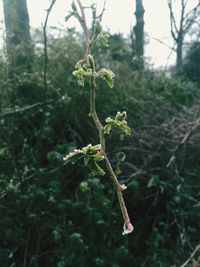 Close-up of plant against blurred background