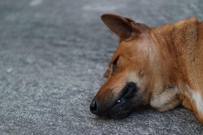 Close-up of a dog