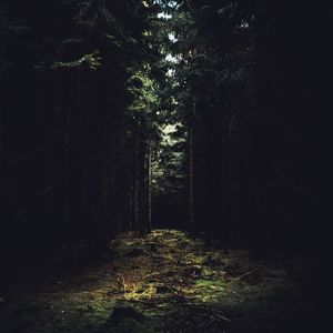 Trees in forest