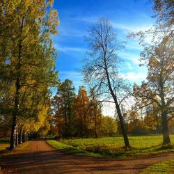 Road passing through forest