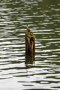 Bird swimming in lake