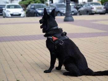Dog sitting on footpath