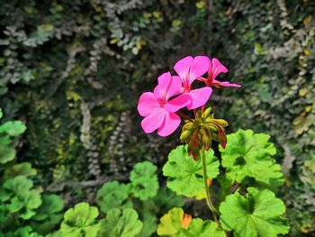 Close-up of pink flowering plant