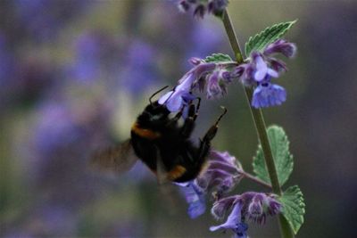 Close-up of bee on purple flower