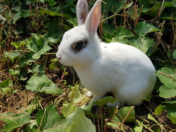 Close-up of rabbit on field