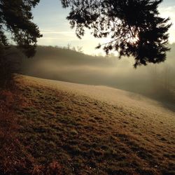 Trees in foggy weather