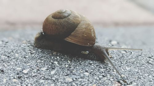 Close-up of snail