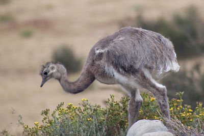 Side view of rhea on field