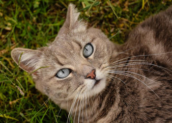 Close-up portrait of cat