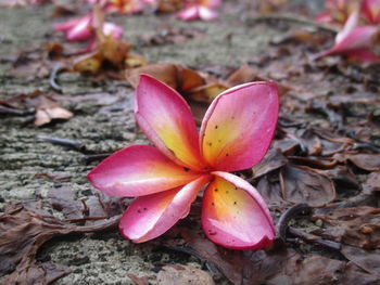 Close-up of pink flower on field