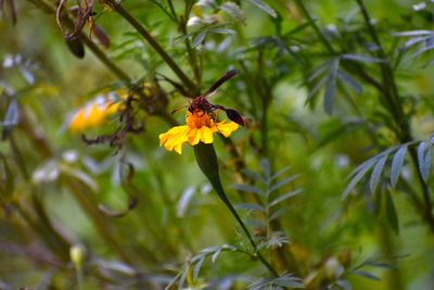 Close-up of bee on yellow flower